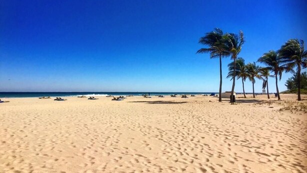 Une plage bordée de palmiers, sous un ciel bleu azur.