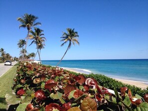 Una spiaggia con palme, una strada e un cielo azzurro terso.