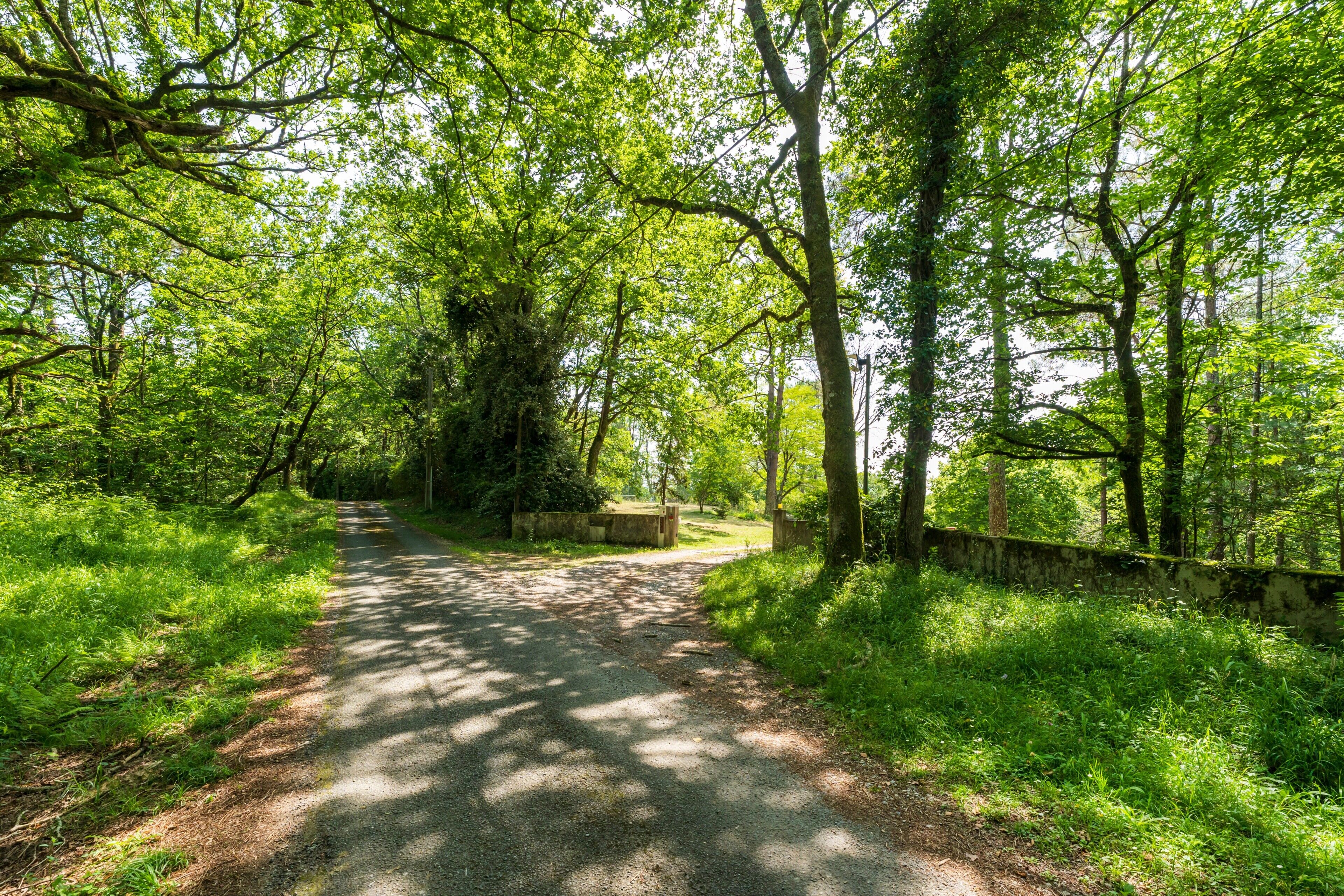 A paved path through a forested area with trees and greenery on both sides.