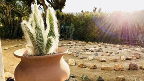 Un vaso in terracotta con un cactus su un piano di legno.