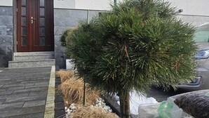 Um edifício com o número '10' na porta, uma pequena árvore e uma área pavimentada com pedras e palha.