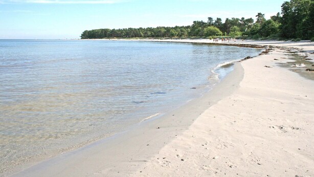 Une plage à l’eau claire, avec un rivage sablonneux et une zone boisée en arrière-plan.
