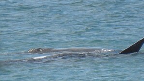 A whale swimming in the ocean. - Escape to Paradise - Beach views 5bedrooms, 2 Kitchens, 2 Living, 2 Bathrooms (Paradise Beach)