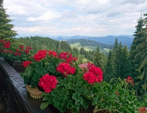 A garden with red flowers and a view of mountains.