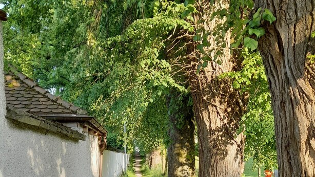 A gravel path flanked by trees and a white wall, leading to a fenced area.