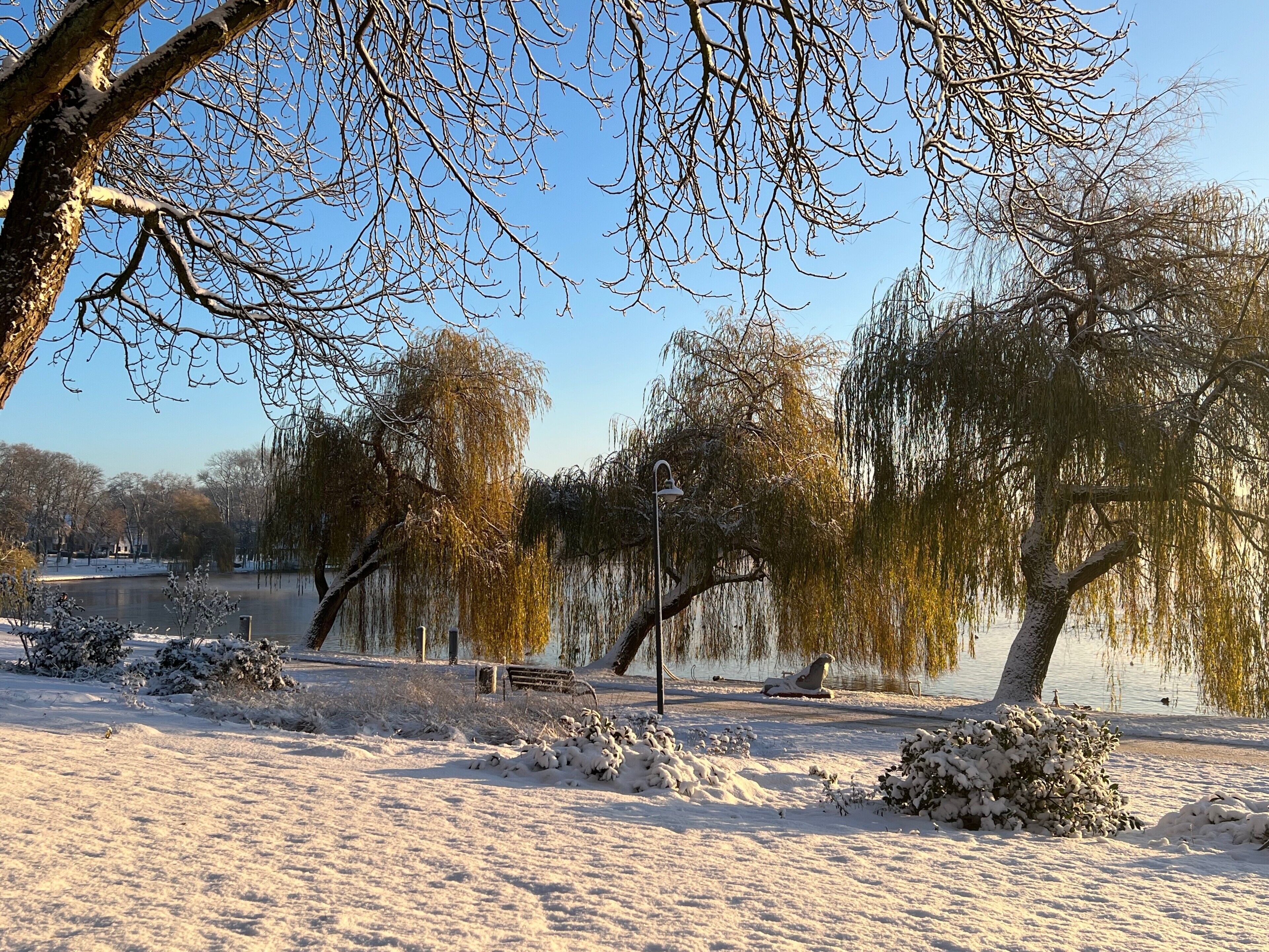 Een park bedekt met sneeuw, met bomen, een bank en een lantaarnpaal.