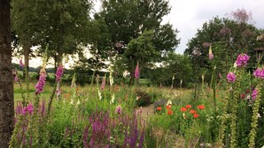 A garden with various wildflowers and trees. - Rural apartment with garden (Zuidwolde)