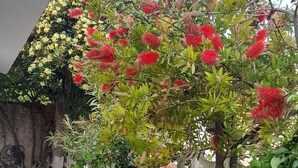 A garden with various plants and flowers, including red and orange blooms, and a white wall in the background. - Sea view cottage (San Pietro In Bevagna)