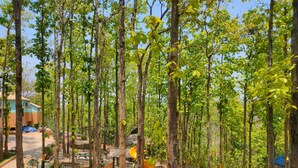 A playground with slides and swings surrounded by tall trees.