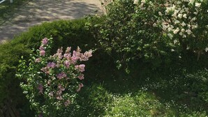 Um jardim com um caminho, uma pequena ponte e diversas plantas floridas.