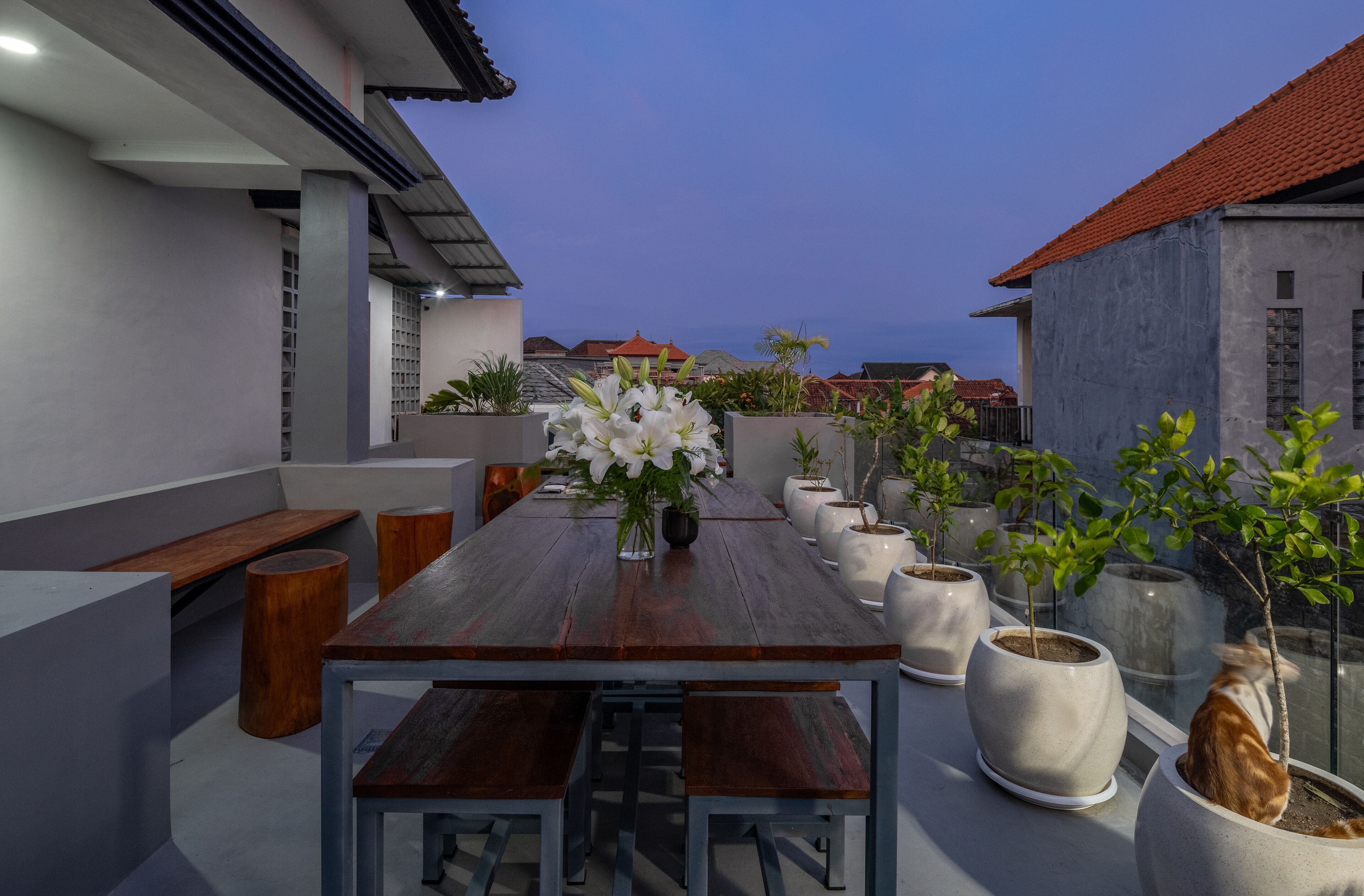 Un área de comedor al aire libre con una mesa de madera y bancos, rodeada de plantas en macetas y un gato.