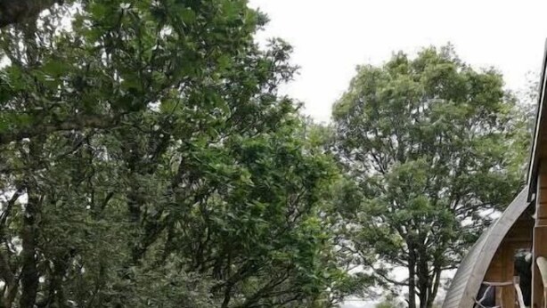 Een rustieke blokhut verscholen tussen hoge bomen, met een pad van stenen erheen.