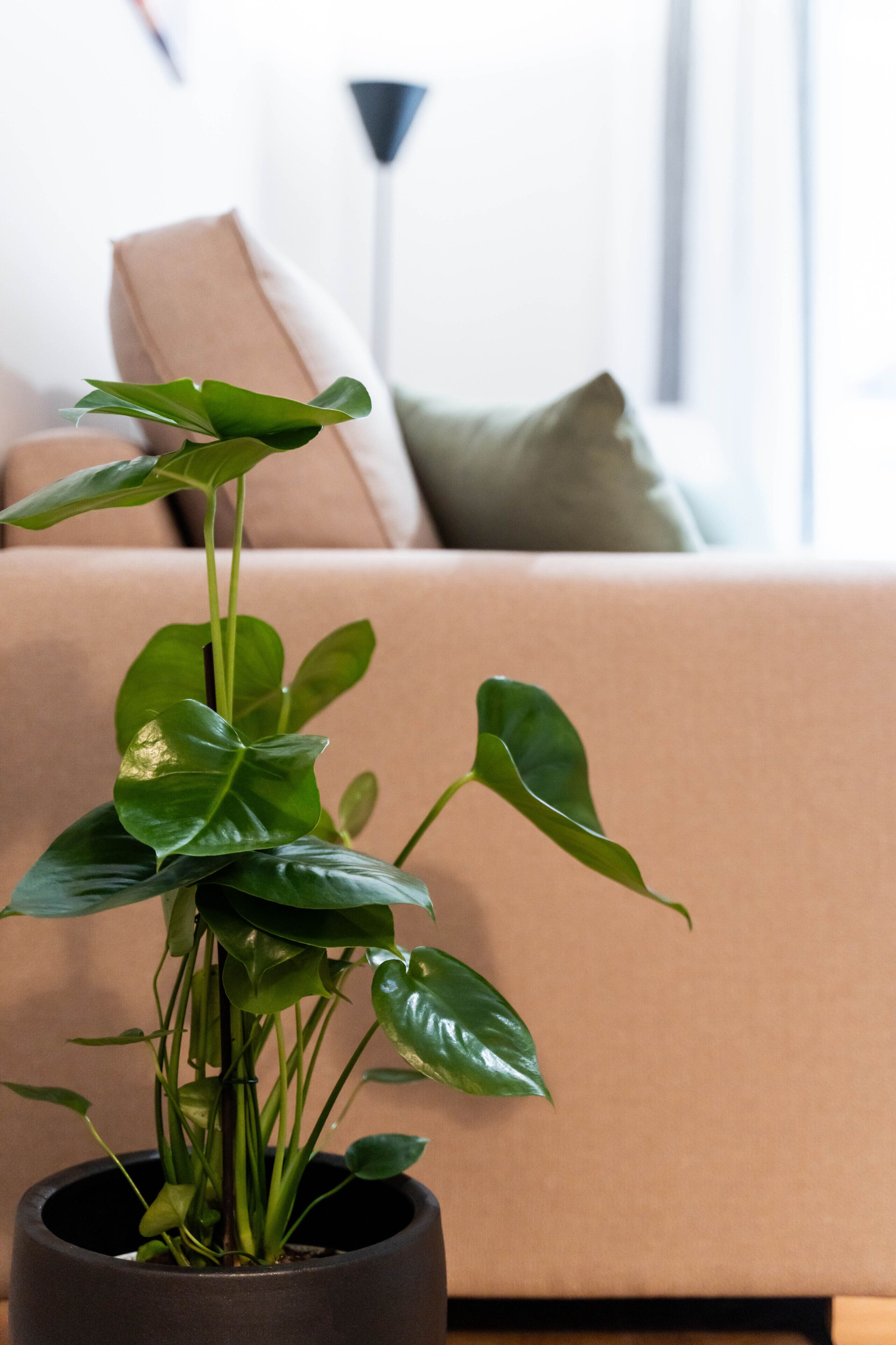 Eine Topfpflanze in einem modernen Wohnzimmer mit einem beige farbenen Sofa und einer schwarzen Stehlampe.