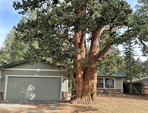 A large tree in front of a garage. - 1987 Cherokee St. 3 Bedroom Home by RedAwning (South Lake Tahoe)
