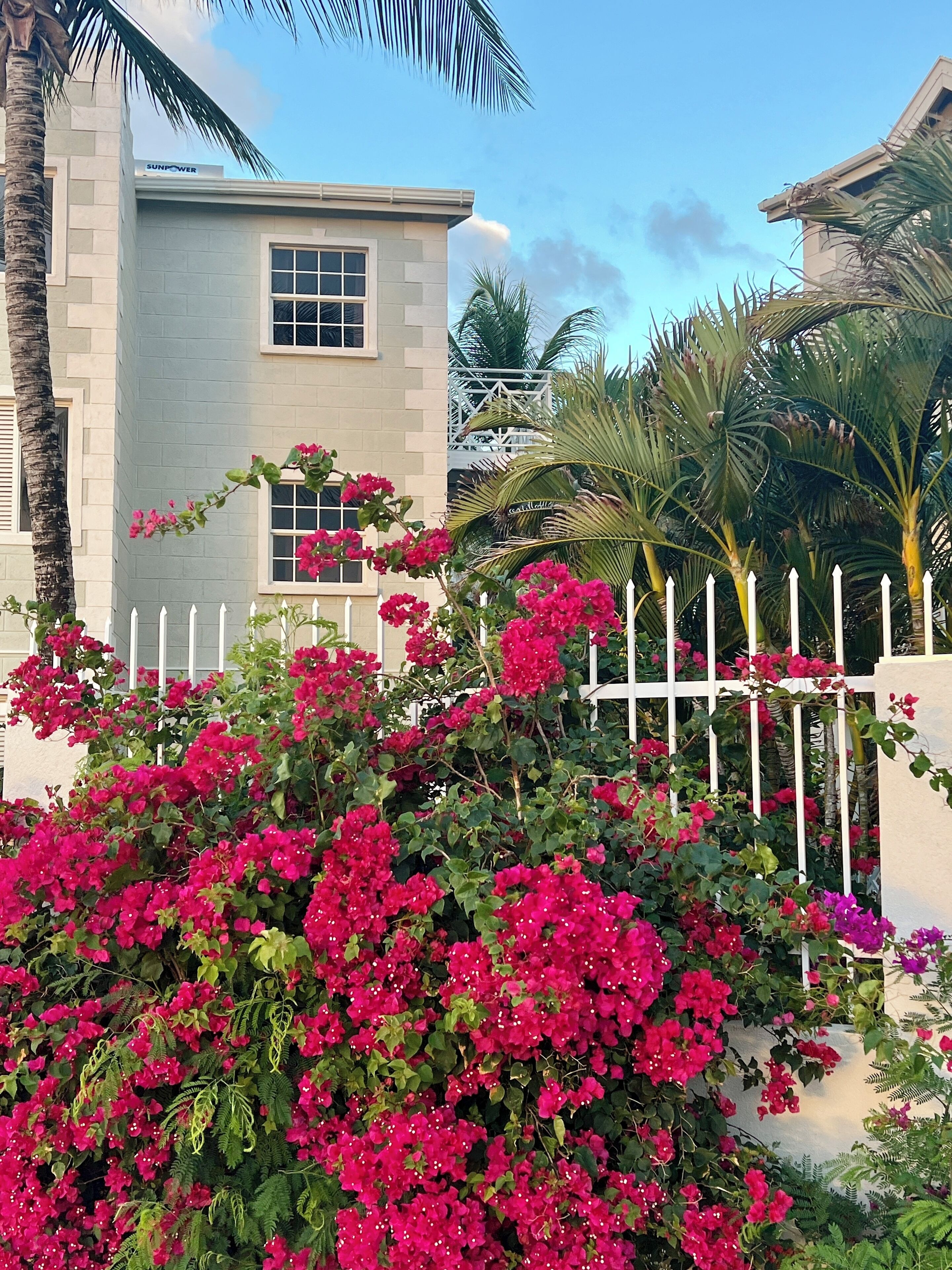 A building with a white fence and bougainvillea flowers in front.
