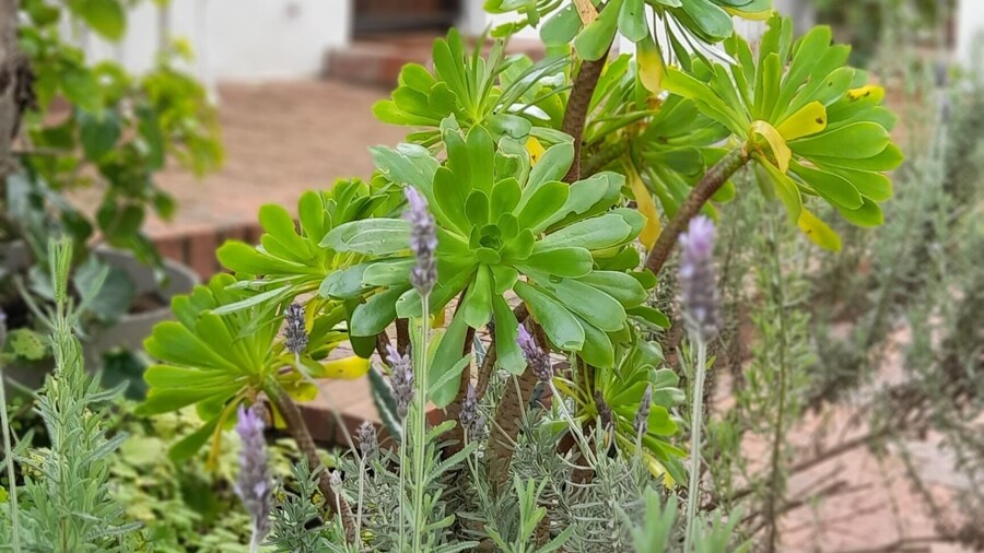 The High Street Accommodation