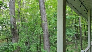 A forested area with a wooden structure, likely a cabin or lodge, surrounded by tall trees and dense foliage.