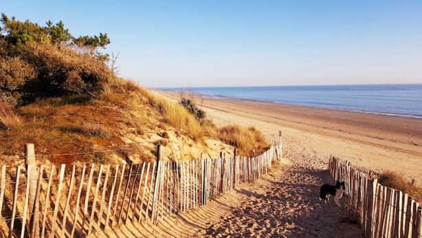 A sandy beach with a wooden fence and a dog walking along the path. - House on large terrain between beach & salt marshe (La Couarde-sur-Mer)