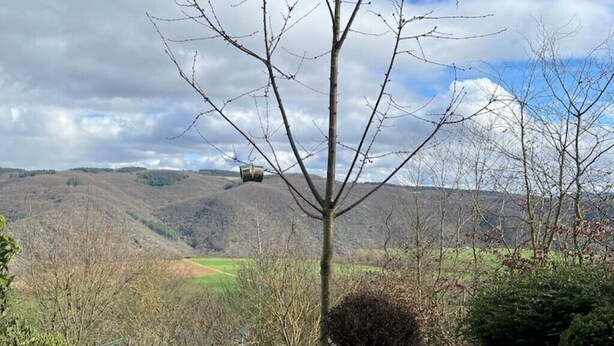 A view of a rural landscape with a tree in the foreground, a metal structure on a hill, and a green field in the distance. - Ferienwohnung Pfalzblick (Bacharach)