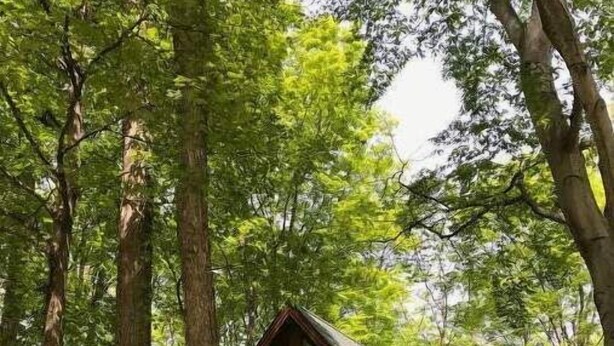 Eine Holzhütte, umgeben von hohen Bäumen in einem Wald.