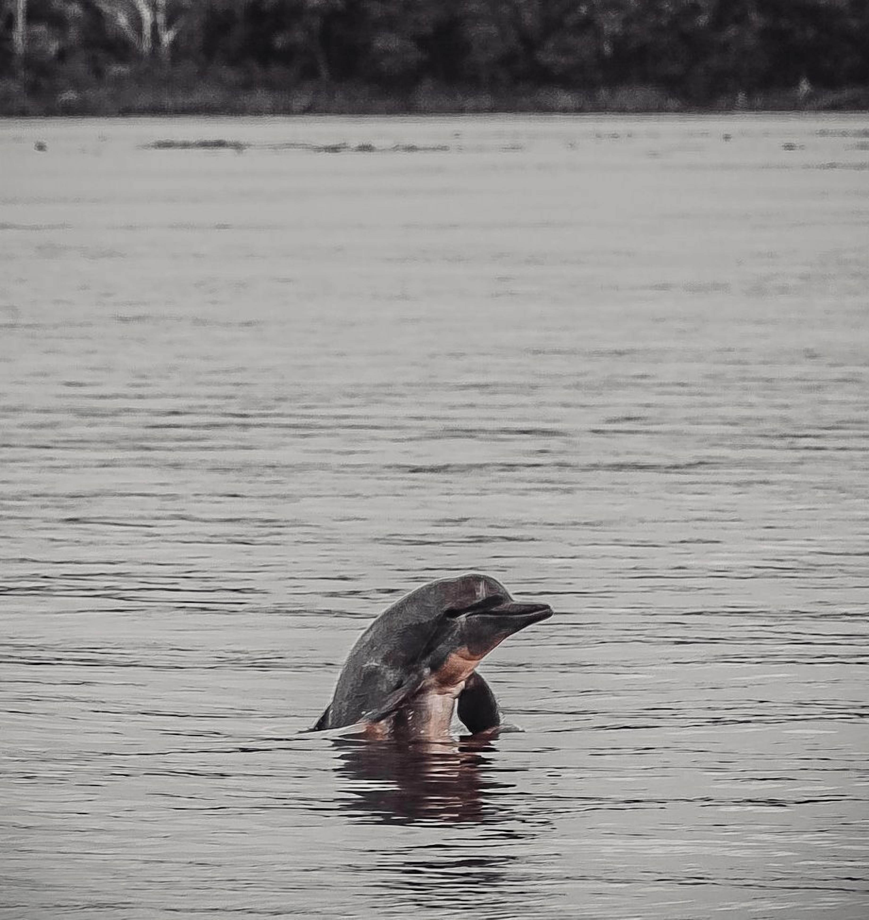 A dolphin partially submerged in calm water with a forested shoreline in the background.