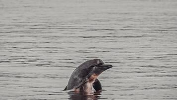 A dolphin partially submerged in calm water with a forested shoreline in the background.