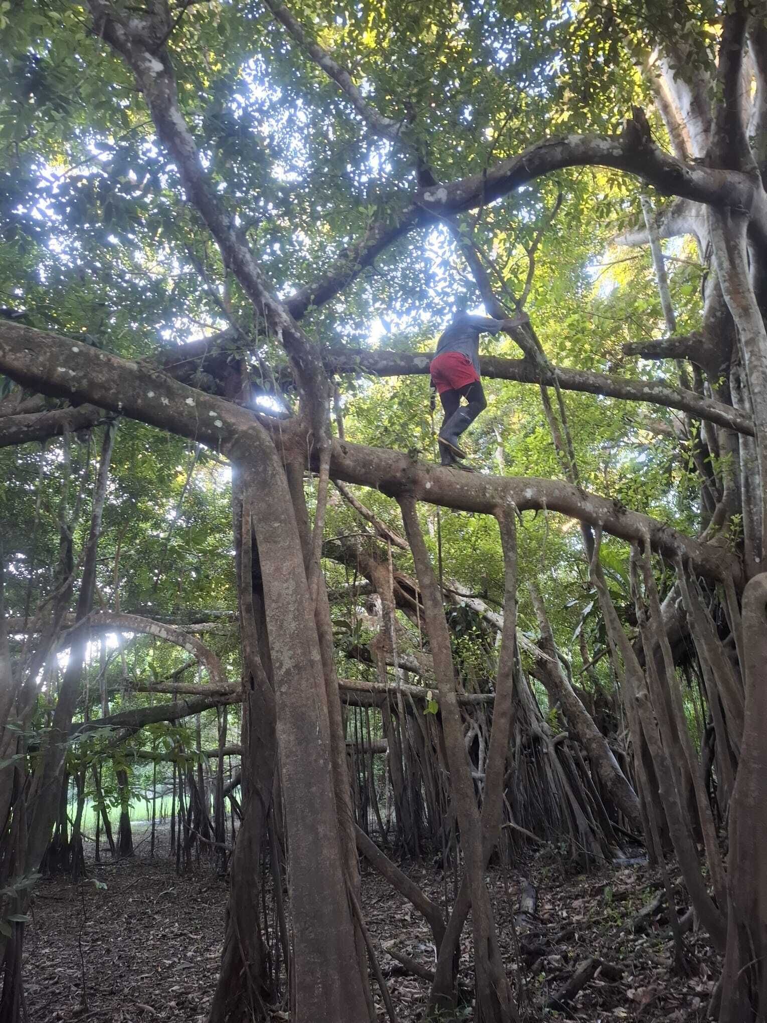 A person climbing a tree in a dense forest.