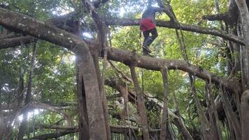 A person climbing a tree in a dense forest.