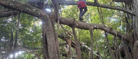 Una persona trepando un árbol en un bosque frondoso.