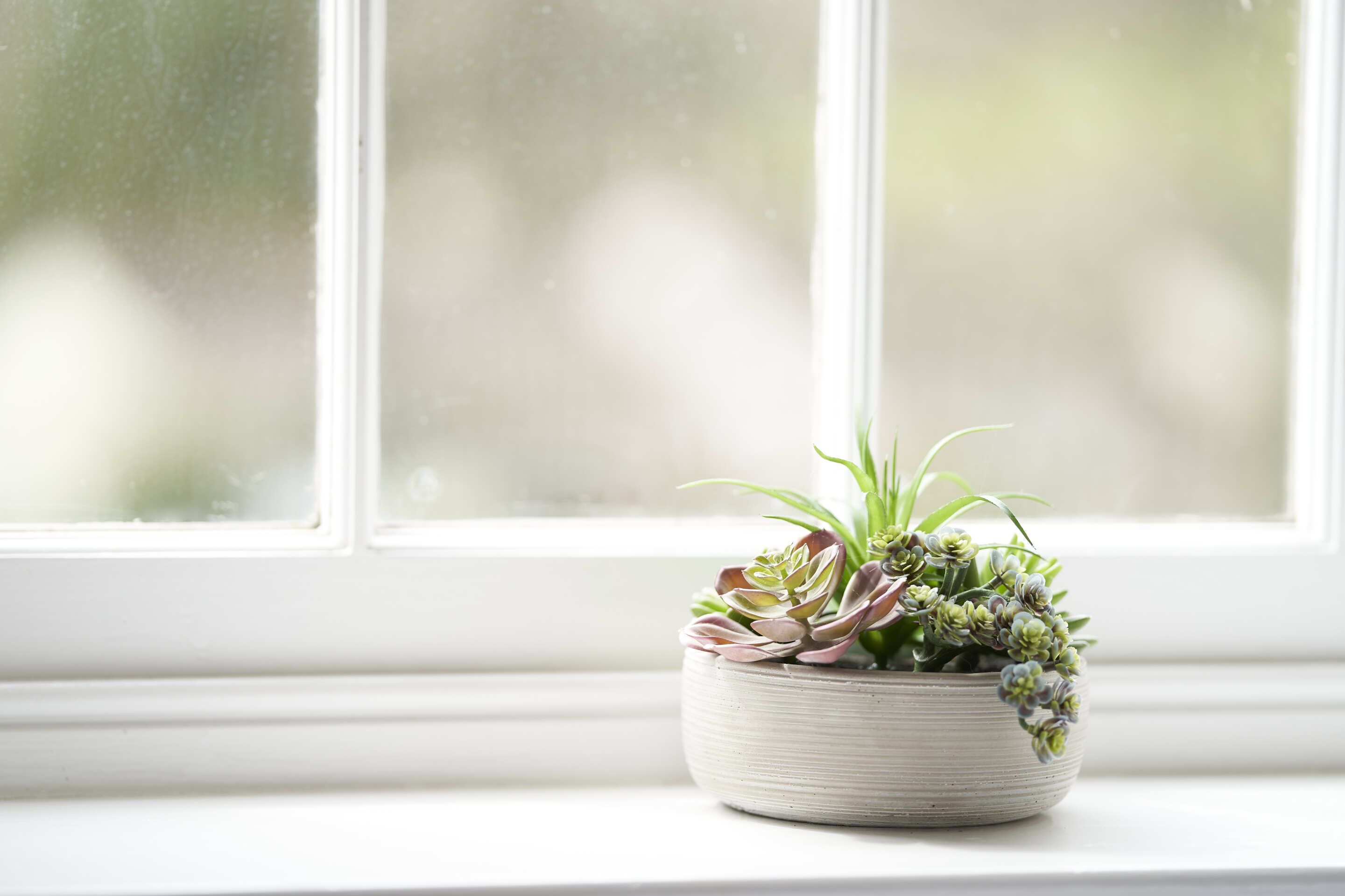 Una planta en maceta sobre un alféizar.