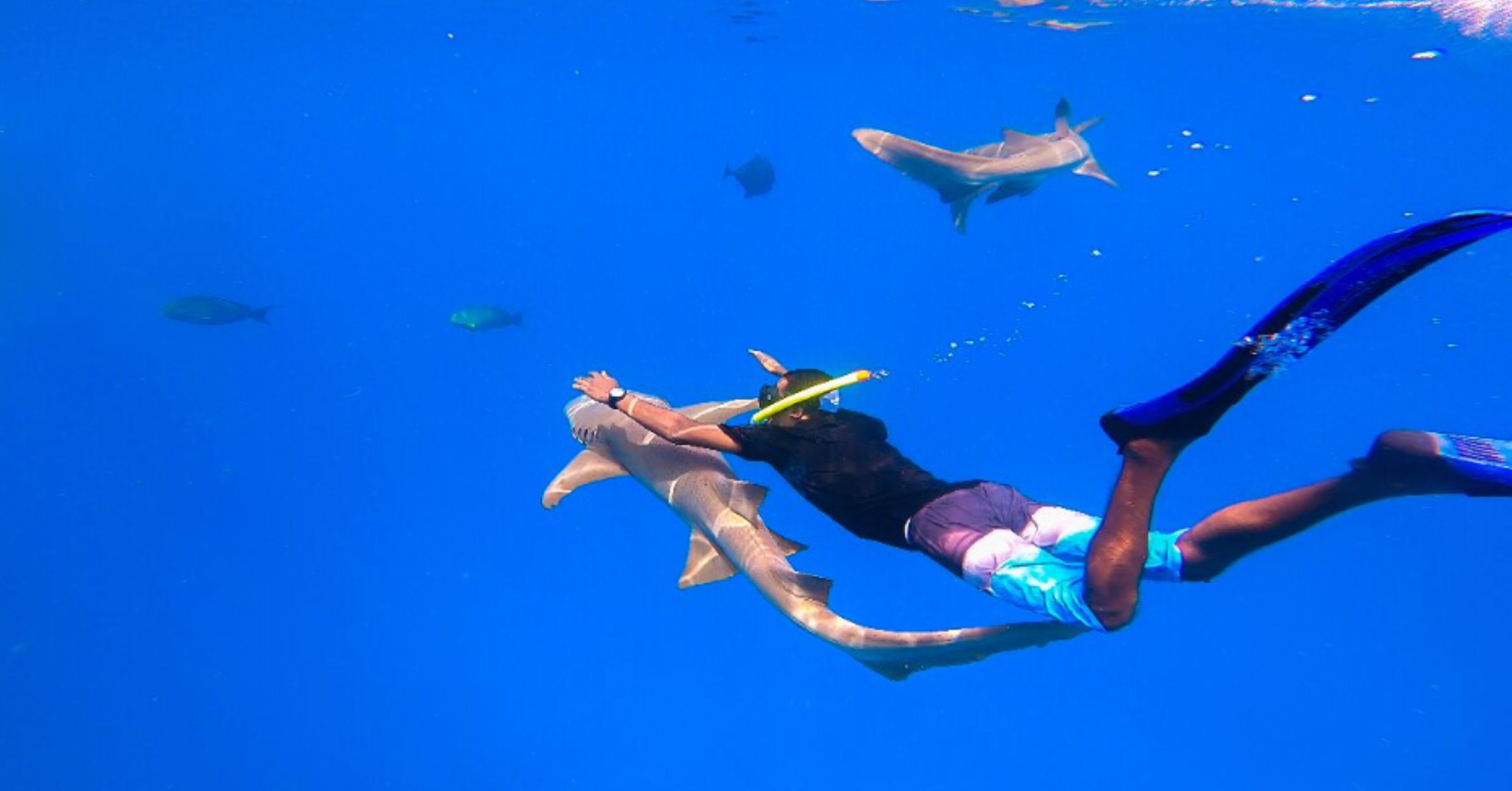 A diver swimming with a shark in clear blue water.