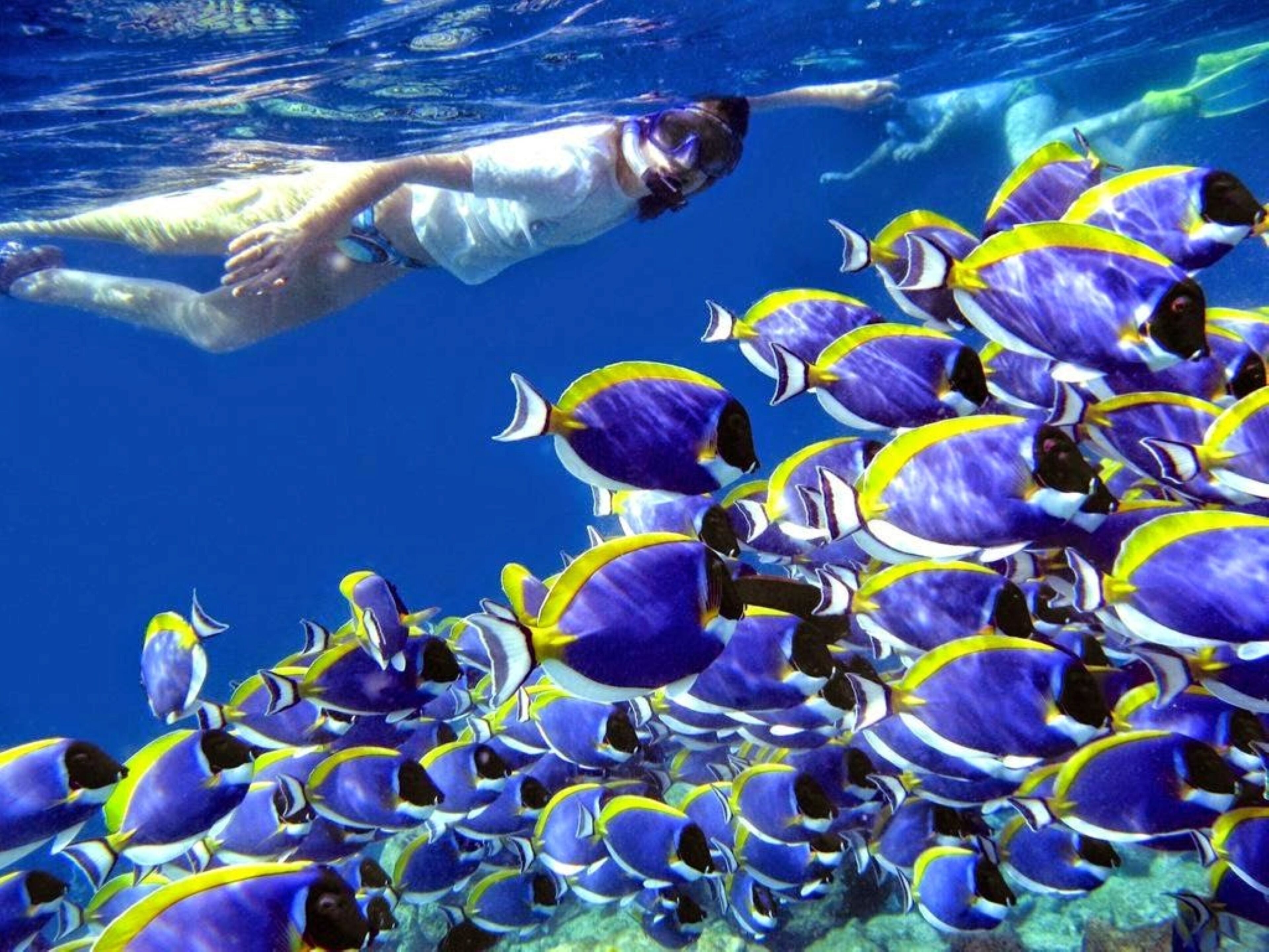 A person swimming with a school of fish.