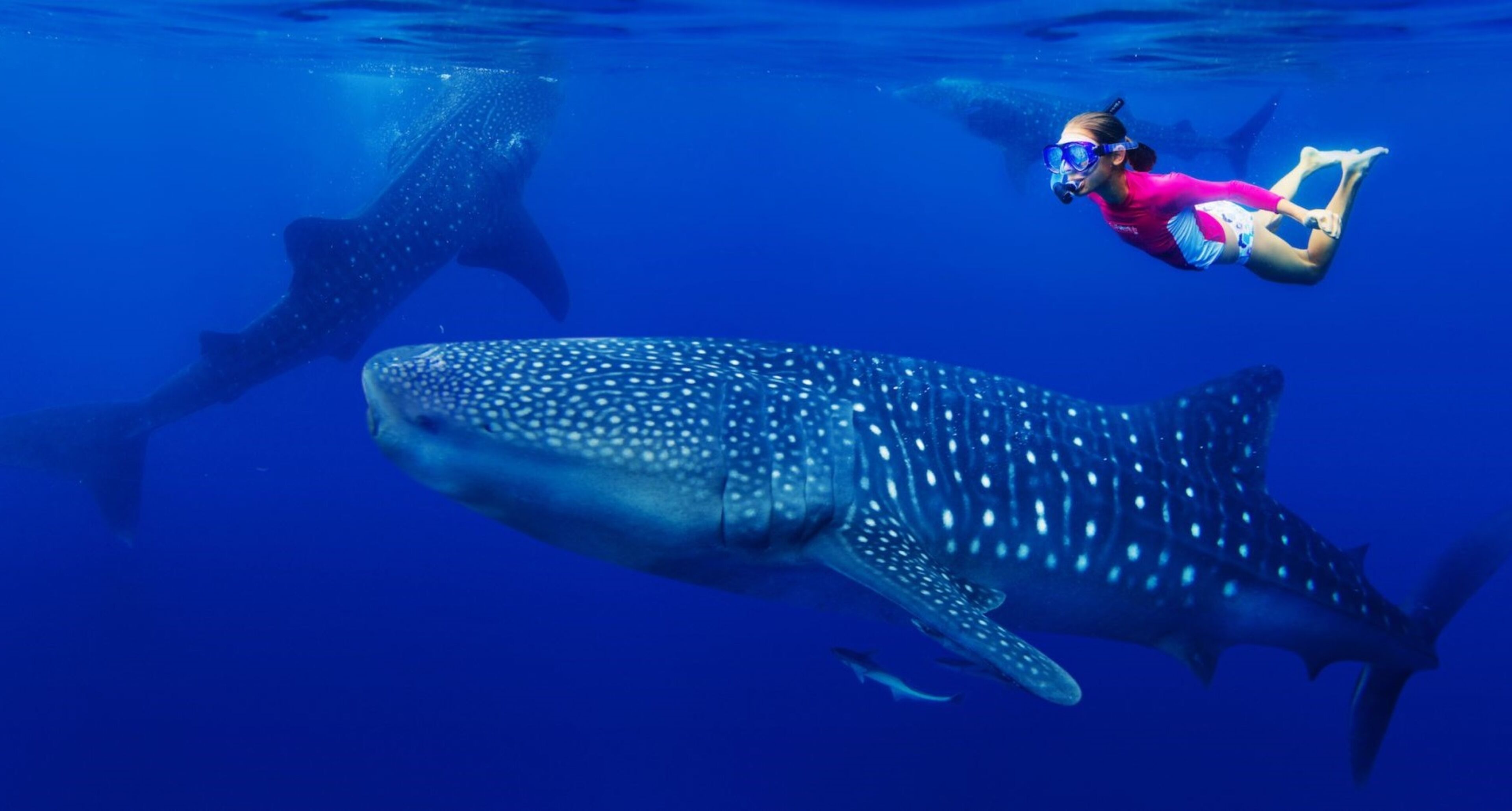 Un buceador nada cerca de un tiburón ballena en aguas azul turquesa.