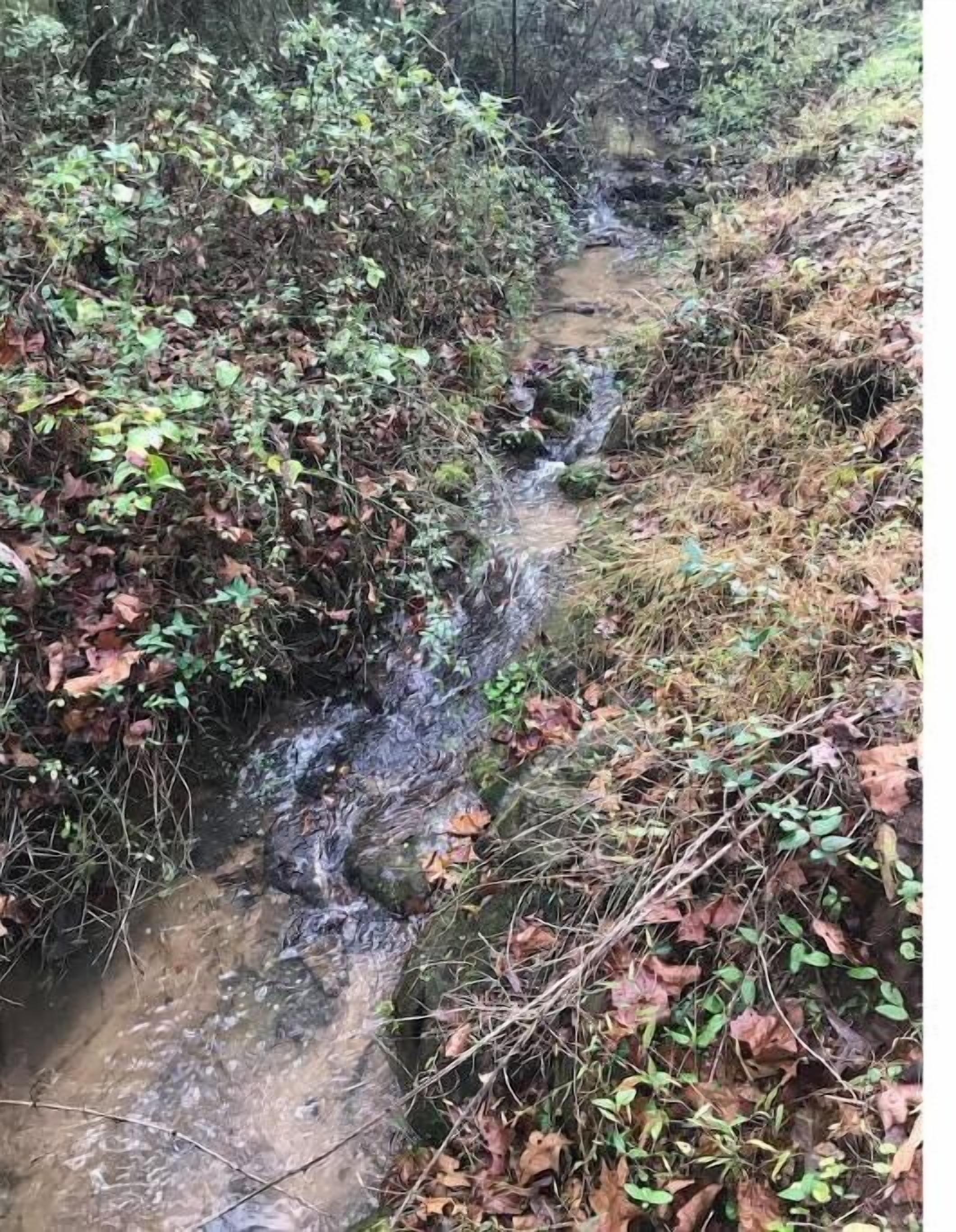 A narrow stream flowing through a forested area with dense vegetation and fallen leaves.