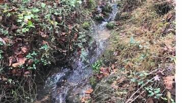 A narrow stream flowing through a forested area with dense vegetation and fallen leaves.