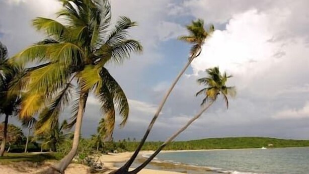 A beach with palm trees and a view of the ocean. - Oceanview Apartment & Garden (Vieques)
