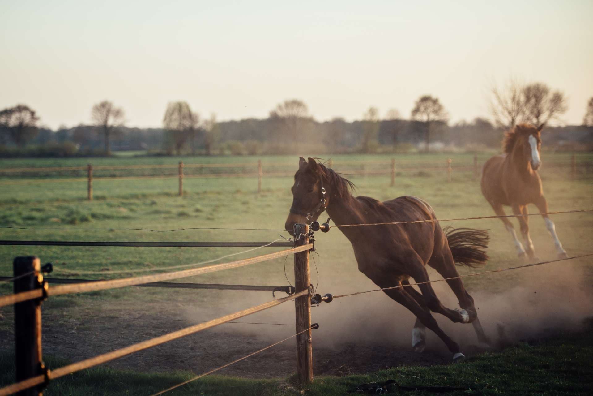 A horse in motion within a fenced area, with another horse visible in the background.