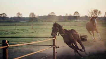 A horse in motion within a fenced area, with another horse visible in the background.