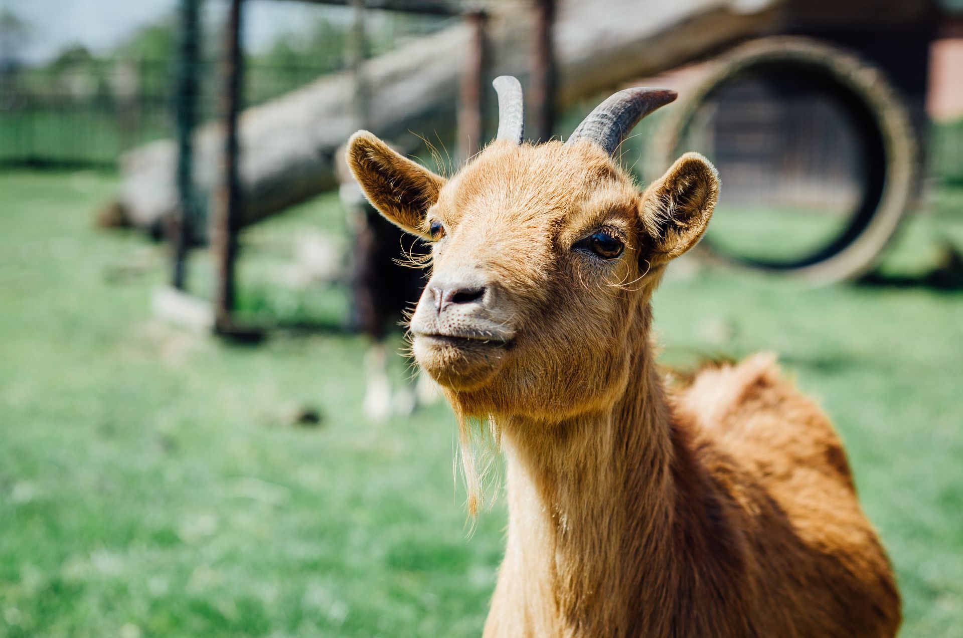 Una llama en un espacio cubierto de hierba con una construcción de madera al fondo.