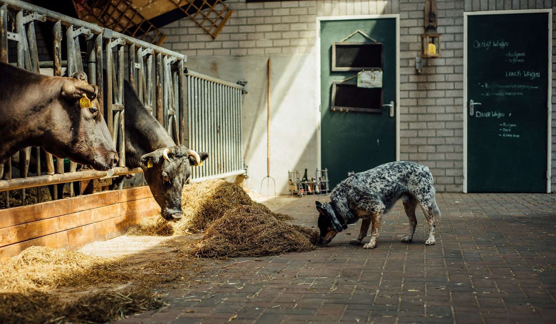 Een bakstenen gebouw met een groene deur, een schoolbord met menukeuzes, en een hond die hooi eet.