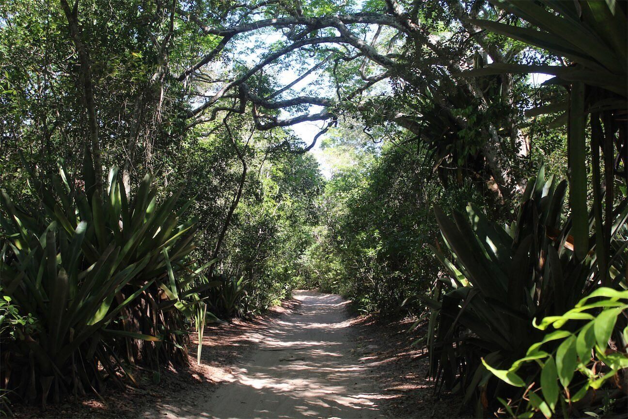 Un sendero de tierra estrecho bordeado por follaje denso y plantas de hojas grandes, que se adentra en una zona sombría.