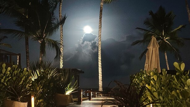 A wooden pathway lined with large potted plants and palm trees, leading towards a moonlit sky. - Mayim Villa (Maraú)