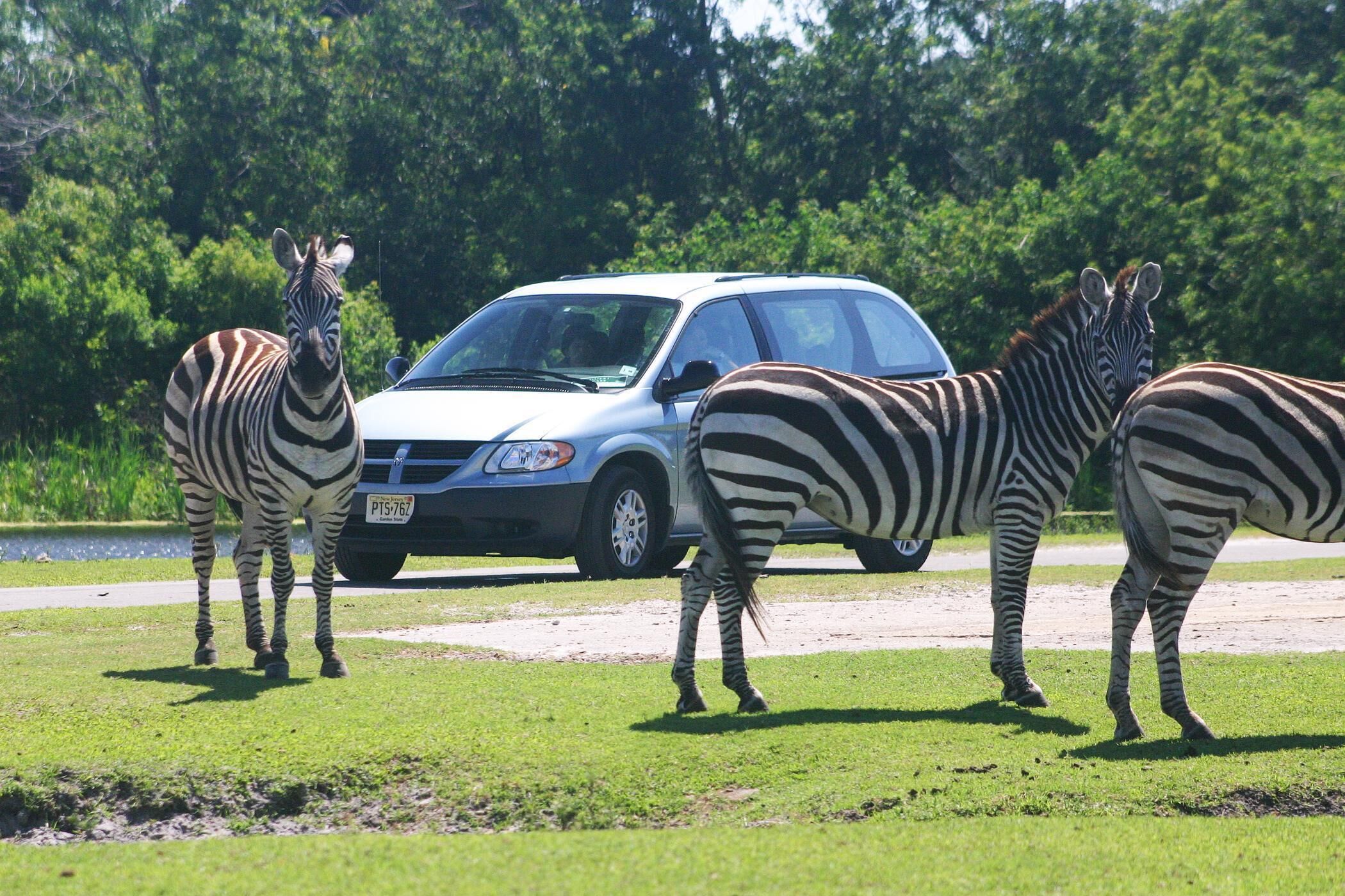 Three zebras standing on grass with a car in the background.