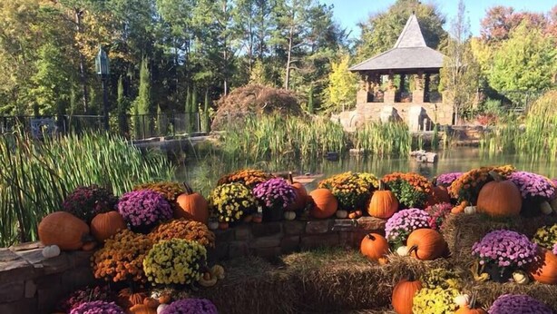 Un jardín con un estanque, un pabellón y diversas flores de otoño y calabazas.