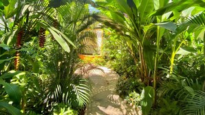 Een weelderig tuinpad omringd door dichte tropische begroeiing.