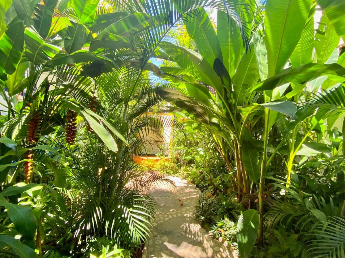 Un camino exuberante rodeado de abundante follaje tropical.