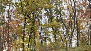 A hot tub surrounded by trees with autumn foliage. - Spacious 5-bedroom house in Green Bay with WiFi, 15 minutes to Packer stadium (Green Bay)