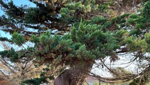 A bonsai tree with a thick trunk and dense foliage, set against a fence and a clear sky. - La Tara - Vue mer - Parking - Terrasse (La Plaine-sur-Mer)