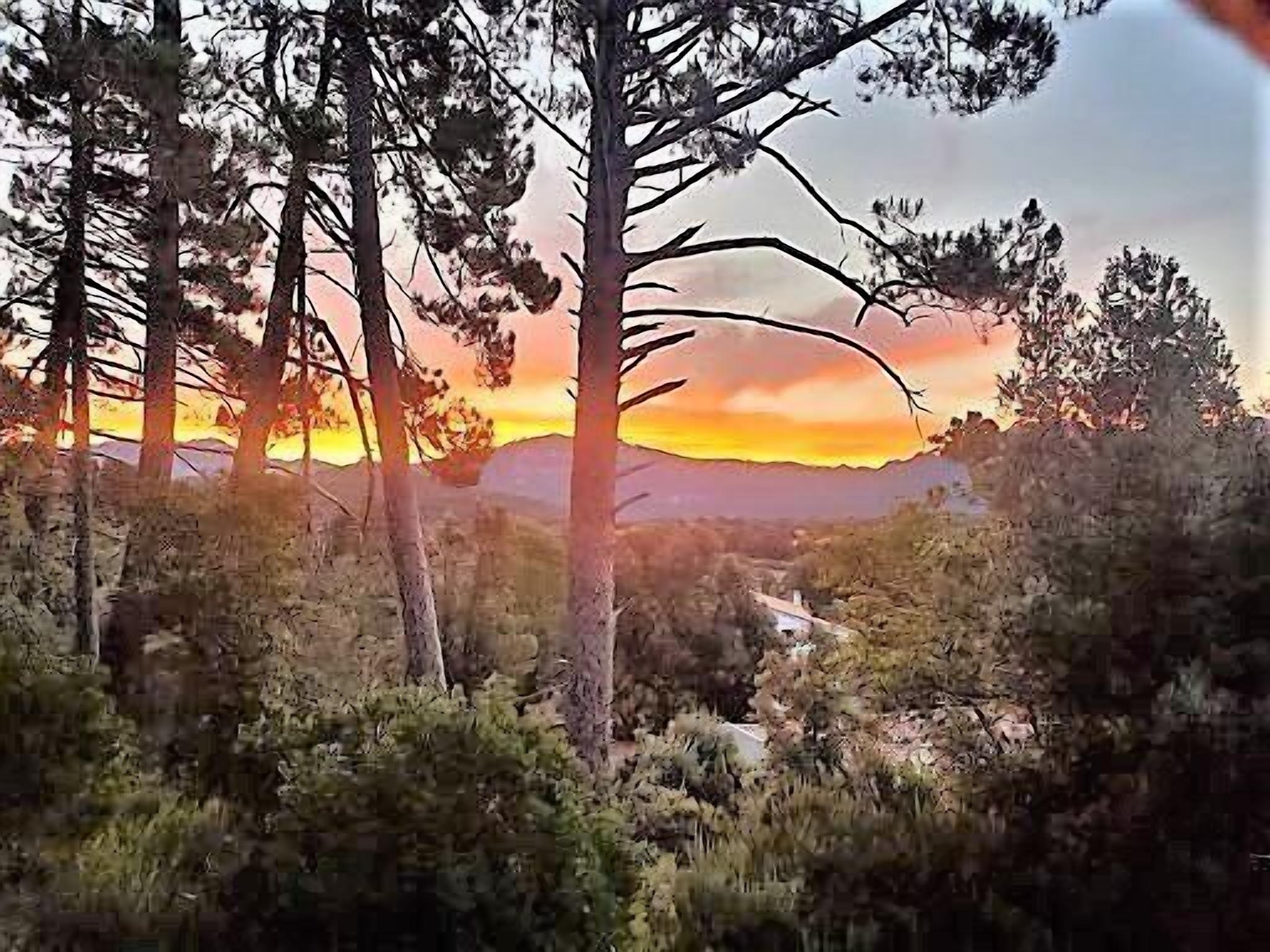 Paesaggio boschivo con un tramonto.