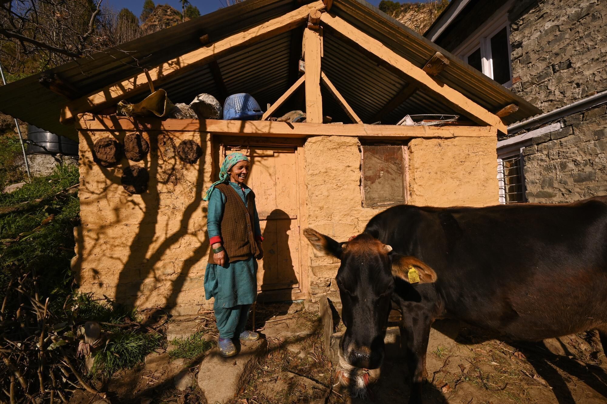 A rustic building with a wooden roof and stone walls, a person standing in front, and a cow grazing nearby.